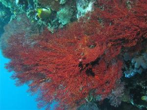 Soft coral form east Lembeh and Bangka