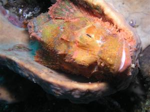 Scorpion fish from Bangka